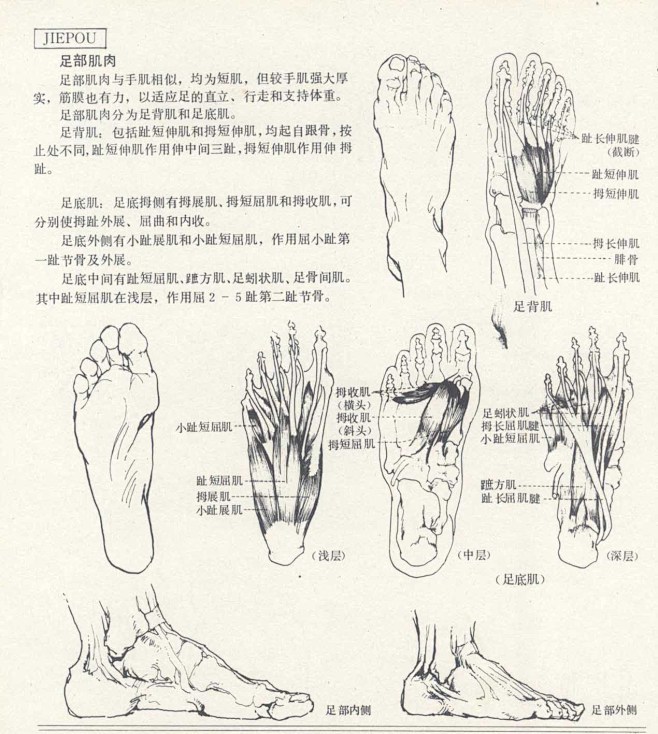 人体造型基础——人体局部解剖 - 水木白...