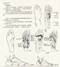 微博 文章 - 人体造型基础——人体局部解剖