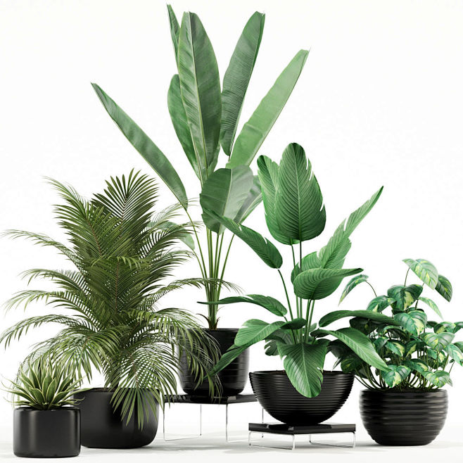 plantscollection119