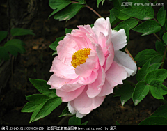 東栽采集到自然 -花鸟鱼虫