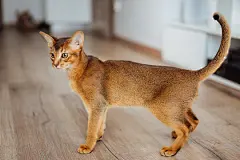 点击来源直接获取大图文件 |Very skinny abyssinian cat playing and jumping.