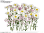 花语系类-一排漂亮的菊花