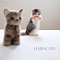 来自Instagram的猫咪大家族Look Kaew