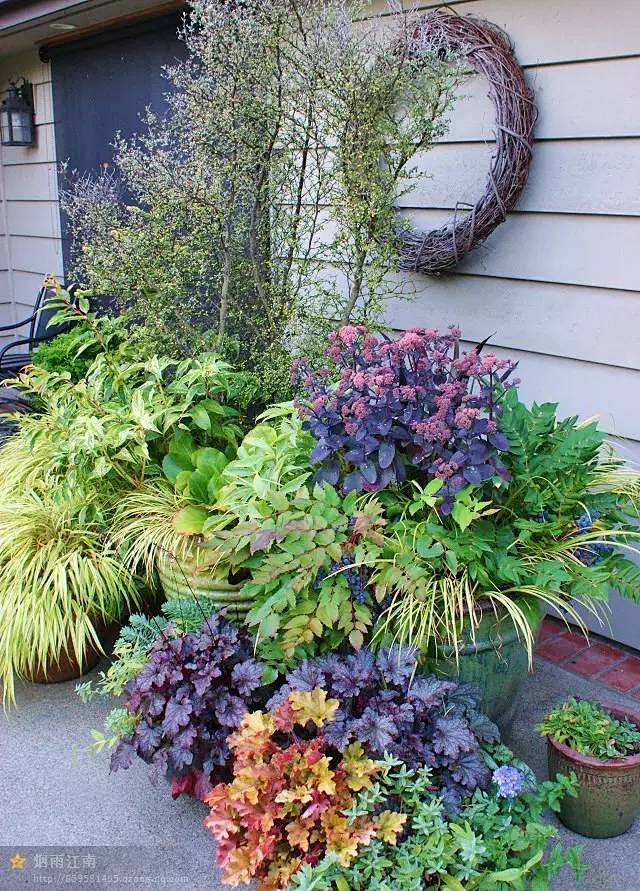 花园植物搭配