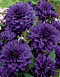 Purple Dahlias