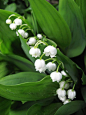 Lily of the valley is an easy and adaptable ground cover with fragrant white flowers that have inspired stories, songs, festivals and traditions.