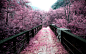 【烟浦花桥如梦里】General 2560x1600 pink bridge nature cherry blossom path landscape infrared