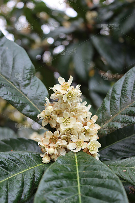枇杷树开花