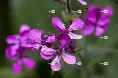 花朵 花壁纸 图案 紫色的 质地 绿色 绽放 盛开 紫色 自然