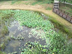 一而再再而三˙ϖ˙采集到B 滨水景观、湿地