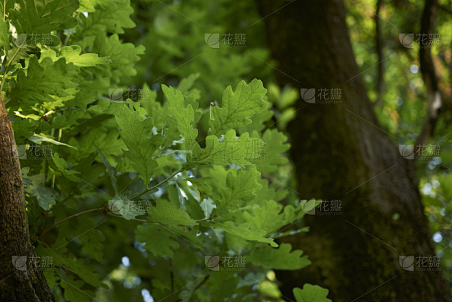 英格兰橡树,欧洲山毛榉,自然,季节,清新,环境,图像,公园,枝,叶子