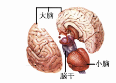 来一段华尔兹采集到大脑