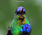 火喉蜂鸟(Fiery-throated Hummingbird)