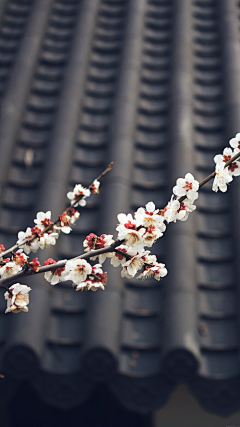 Corbeau采集到背景