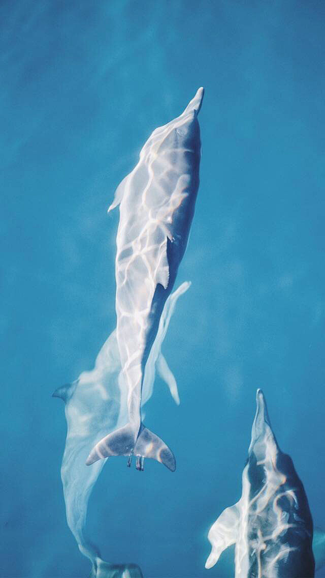 鲸