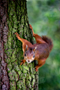 isawatree:

Professional Tree Climber by Jesper Kristensen
