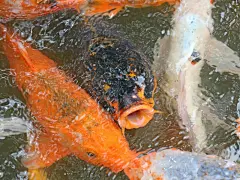 可爱的鲤鱼高清壁纸桌面壁纸2