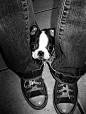 Tiny Boston Terrier. #BostonTerrier | Buh Buh Bostons!!! | Pinterest