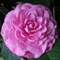 植物花卉 微距 山茶花 Camellia pink 