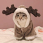 Warm Cat Dear Coat - Kuru Store