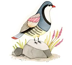 鸟绘画系列图集丨鸟手绘水彩油画插画艺术作品精选