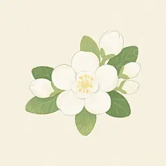 卡通水彩手绘茉莉花元素2高清模板免费下载-趣麦麦图