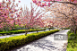 樱花,人行道,舒服,青岛,步行道路正版图片素材