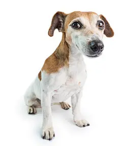 点击来源直接获取大图文件 |Adorable dog portrait. Looking to the camera. Jack Russell terrier on white background