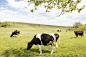 Cows feeding on a grass field Premium Photo