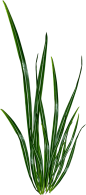 #草类# #植物PNG# #PNG素材# #绿叶# #藤蔓# #叶子PNG# #花朵# #薰衣草# #玫瑰# #花PNG#