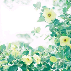 Celia**采集到花束