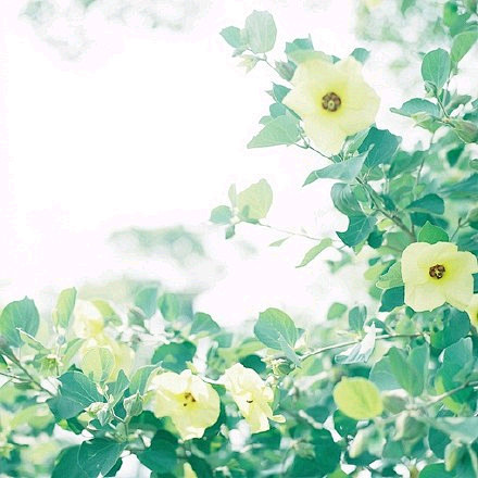  #背景图# #水彩# #小清新# #壁...