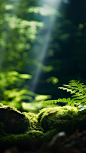 Mysterious jungle, green moss on rocks, green leaves in the background, contrasting shadows, mysterious jungle, enlarged ornament, UHD image, contrasting shadows, depth of field