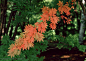 树林风景-红色的枫叶背景图片