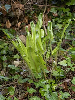 小哈特的舌蕨在大自然中展开。Asplenium scolopendrium。
