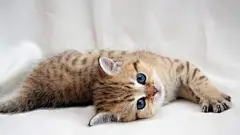 萌猫高清电脑壁纸_百度图片搜索