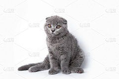 可爱的灰色苏格兰折猫坐在白色背景与复制空间。英国小猫孤立模型