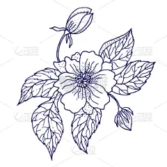 牡丹,动物手,请柬,浪漫,壁纸,婚礼,自然美,绘制,花,问候