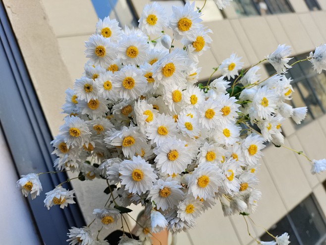 雏菊 鲜花 花卉 鲜切花 干花