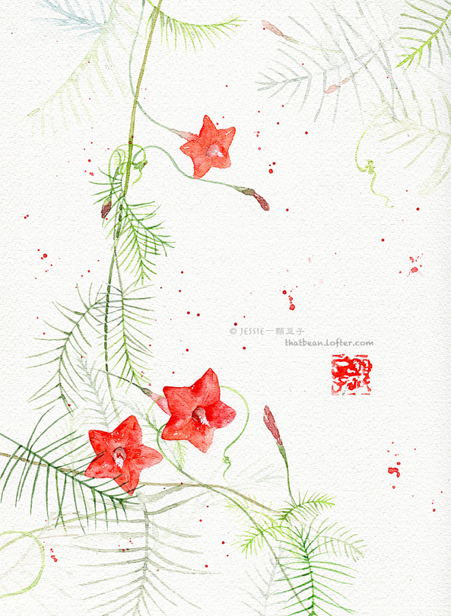 茑萝 #水彩# #插画# #花卉# #小...