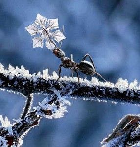 蚂蚁与雪花