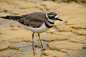 Killdeer wading at Mammoth Hot Springs | Flickr – 相片分享！