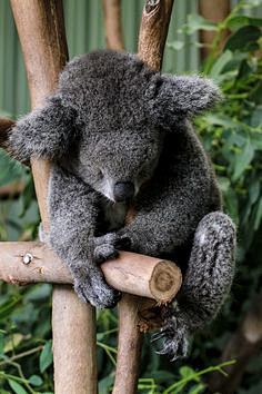 Sleeping Koala Bear,...