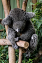 Sleeping Koala Bear, Beautiful