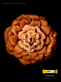 Denta Flex Pedegree : DentaFlex Pedegree flower dog creation / Retouching