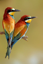 Top 10 Rare Colorful Birds Around the World