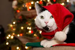 点击来源直接获取大图文件 |圣诞老人猫