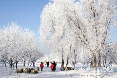 fanzhou007采集到长白山：冰天雪地泡温