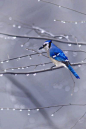 Blue Jay in the Rain by Tom York #鸟类#