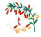 枸杞1